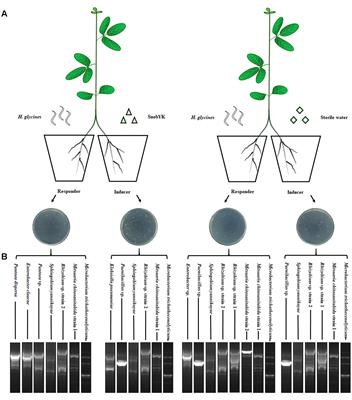 Klebsiella pneumoniae SnebYK Mediates Resistance Against Heterodera glycines and Promotes Soybean Growth